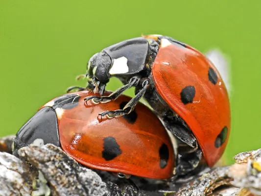Bild: Naturbildagentur piclease im neuen Gewand