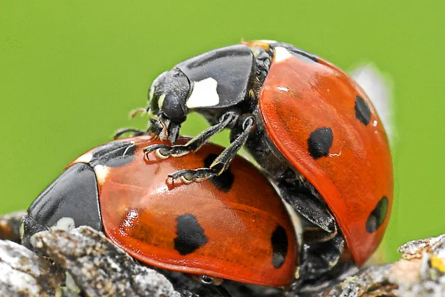 Bild: Naturbildagentur piclease im neuen Gewand
