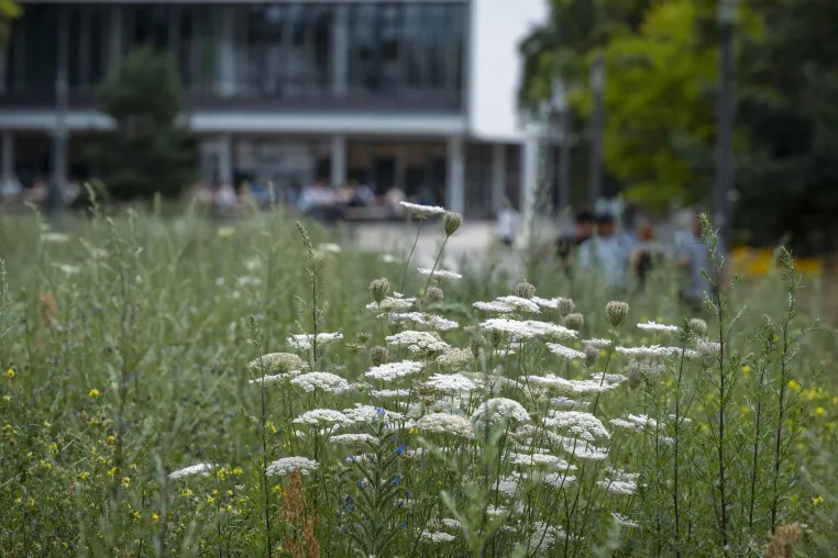 Bild: Freie Universität Berlin stärkt ihr Engagement für Nachhaltigkeit