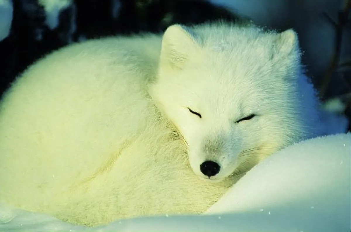 Polarfuchs © Norbert Rosing