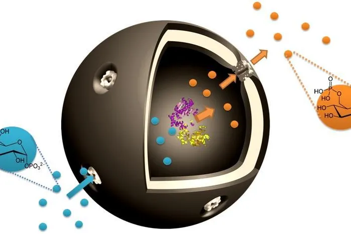 Bild: Nano-Kapseln ermöglichen Produktion von spezifischen Stoffwechselmolekülen