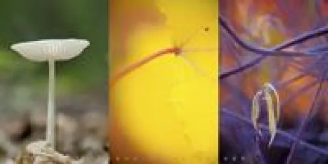 Bild: Fotoworkshop "Kreative Pflanzenfotografie" mit Hans-Peter Schaub 04.-06.11.2011