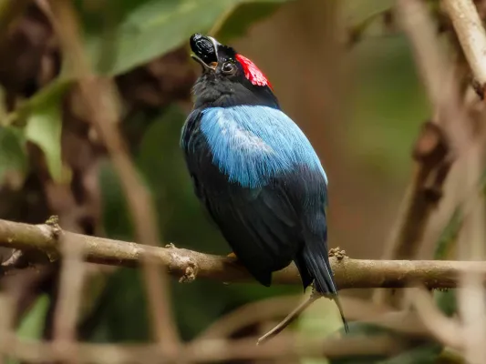 Manakins: Die evolutionären Ursprünge ihrer beeindruckenden Tänze Bild: Manakins: Die evolutionären Ursprünge ihrer beeindruckenden Tänze