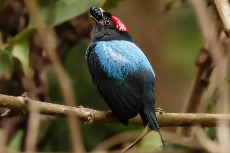 Bild: Manakins: Die evolutionären Ursprünge ihrer beeindruckenden Tänze