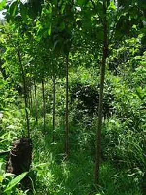 Bild: Familienstiftung investiert in ForestFinance Mischwälder