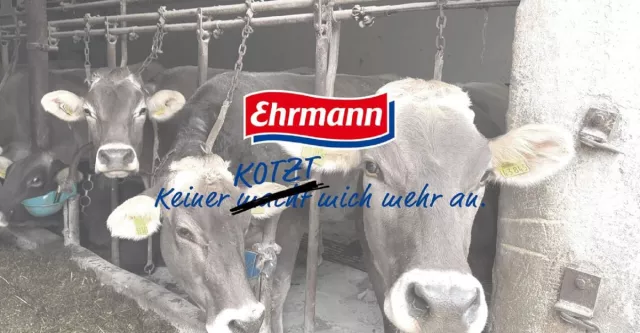 Bild: "Ein Leben an der Kette" - So werden Kühe für die Molkerei Ehrmann gequält - ANINOVA veröffentlicht Video