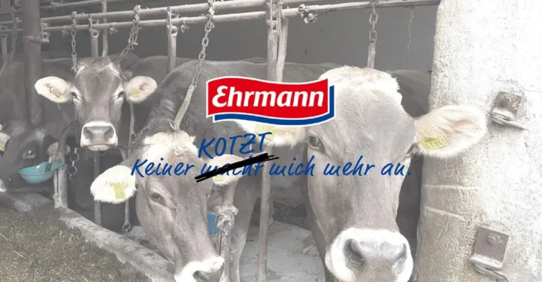 "Ein Leben an der Kette" - So werden Kühe für die Molkerei Ehrmann gequält - ANINOVA veröffentlicht Video Bild: "Ein Leben an der Kette" - So werden Kühe für die Molkerei Ehrmann gequält - ANINOVA veröffentlicht Video