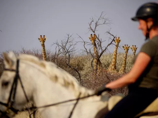 Bild: 2011 die Big Five mit PFERD & REITER erleben