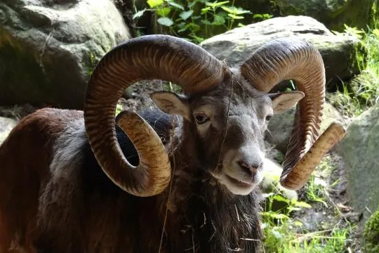 Die Jagd ist eine Bankrotterklärung Bild: Die Jagd ist eine Bankrotterklärung