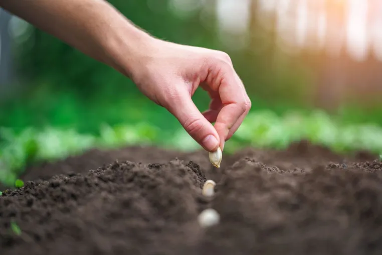 Bild: Gemüseaussaat leicht gemacht: Henry Neuhausers Tipps für einen erfolgreichen Start in den Gartensommer