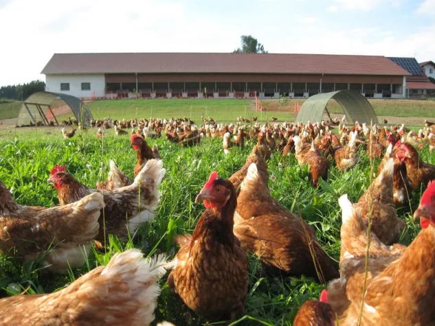 Bild: Platz für die Hühner!