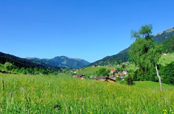 Bild: Natur ist Trumpf: Frühlingszeit ist Kräuterzeit in der Ferienregion Alpsee-Grünten