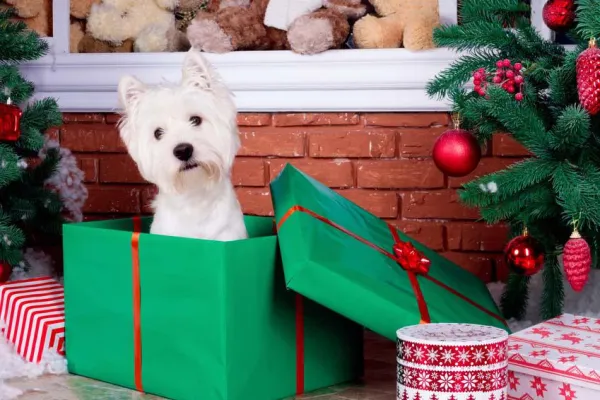Bild: Warum Hunde keine Weihnachtsgeschenke sind und was es zu beachten gibt!