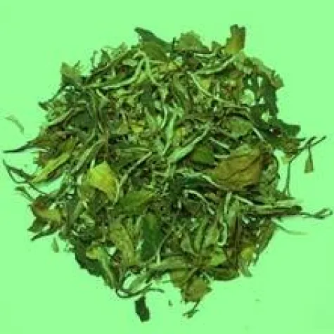 Bild: Weisser Tee ist gesundheitsfördernd