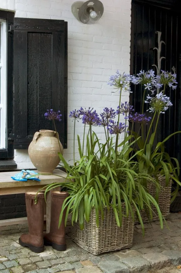 Mit dem ersten Frost wird es für die meisten Kübelpflanzen höchste Zeit, ein Winterquartier zu beziehen. Foto: Grünes Presseportal – IZB