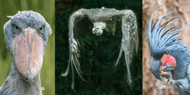 Bild: 1-tägiges Fotoseminar „Vogelfotografie“ im Weltvogelpark Walsrode