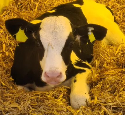 Bild: Kälber, die Prinzessinnen der Milchviehbetriebe: Update für Tierärzte, Landwirte und Berater 