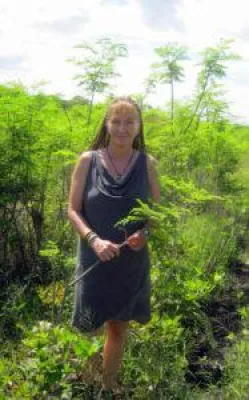 Bild: Moringa Oleifera - eine Wunderpflanze?