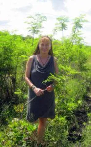 Bild: Moringa Oleifera - eine Wunderpflanze?