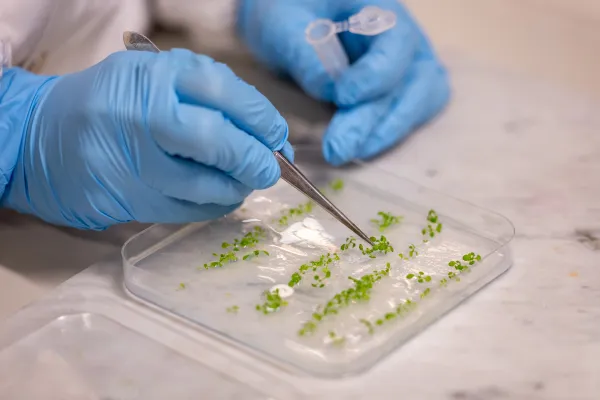 Bild: Biohybride Pflanzen: unibz entwickelt „Superpflanzen“ für eine bessere Umwelt