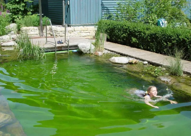 Bild: Der Wassergarten – Badespaß im Naturteich