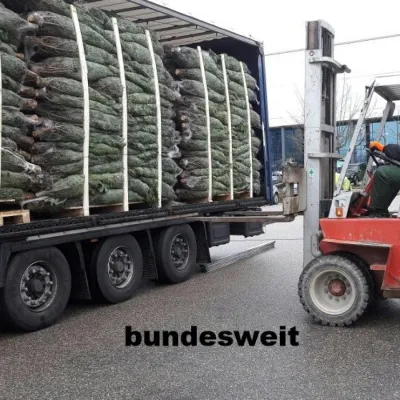 Bild: Die Weihnachtsbaumbörse das Herzstück