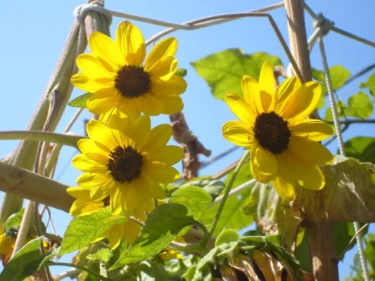 Hochbeete richtig bewässern – bei 30 Grad und mehr Bild: Hochbeete richtig bewässern – bei 30 Grad und mehr