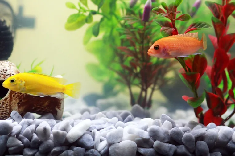 Bild: Wann sollte ein Aquariumfilter gereinigt werden?