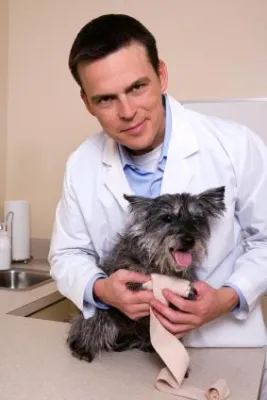 Bild: Die Hunde-Operationskostenversicherung – was zu beachten ist