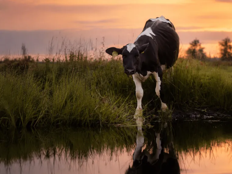 ANINOVA-Stiftung verdoppelt Spenden für fünf vegane Lebenshöfe Bild: ANINOVA-Stiftung verdoppelt Spenden für fünf vegane Lebenshöfe