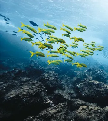 Bild: 30 aktuelle Uhren zum Abtauchen