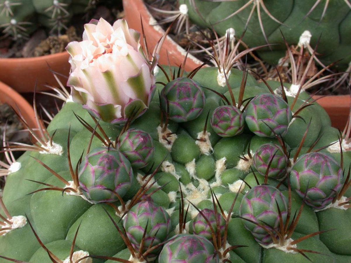 kaktus feine stacheln Ferocactus stainesii