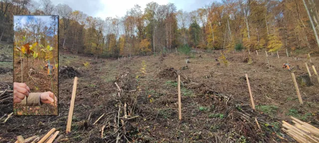 Die CPS-Datensysteme GmbH unterstützt die Wiederaufforstung im heimischen Wald Bild: Die CPS-Datensysteme GmbH unterstützt die Wiederaufforstung im heimischen Wald