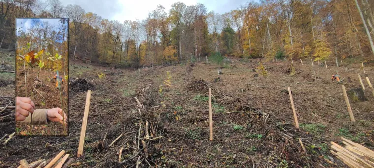 Bild: Die CPS-Datensysteme GmbH unterstützt die Wiederaufforstung im heimischen Wald