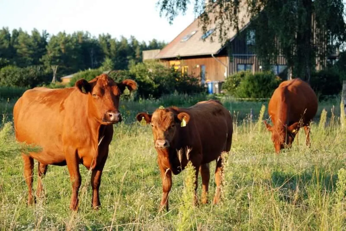 Angus Kühe sind von Natur aus hornlos
