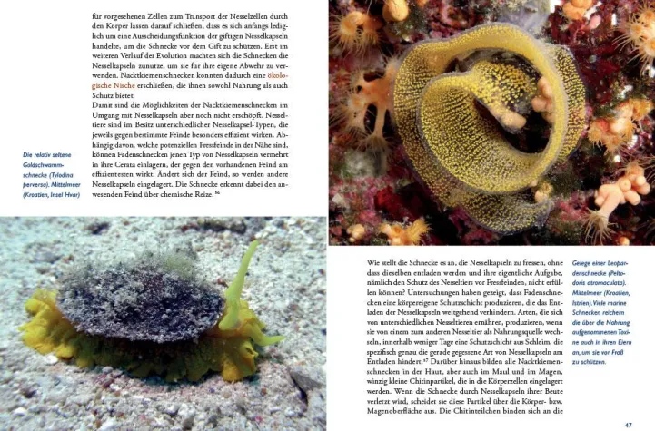 Bild: Stille Welten - Faszination unter Wasser - Ein Buch über die beeindruckende Tierwelt in den Meeren dieser Welt