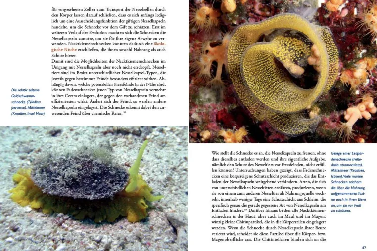 Bild: Stille Welten - Faszination unter Wasser - Ein Buch über die beeindruckende Tierwelt in den Meeren dieser Welt