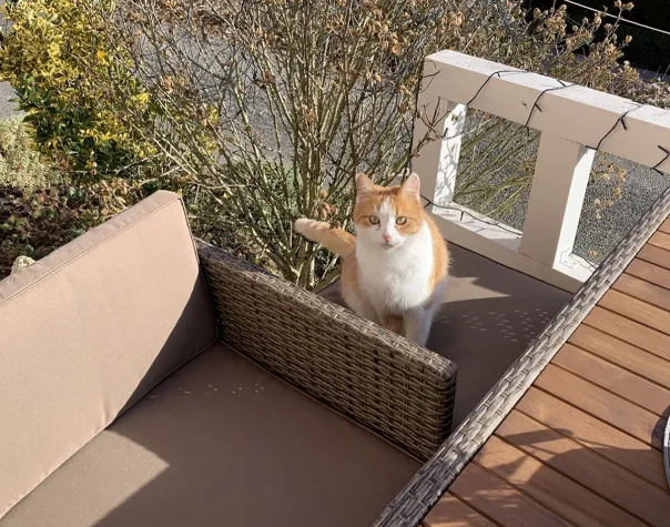 Wo Hund und Katze willkommen sind Bild: Wo Hund und Katze willkommen sind
