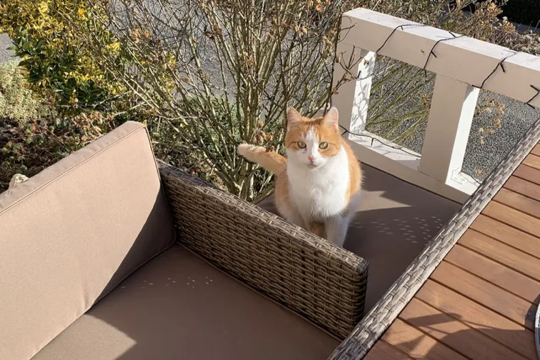 Wo Hund und Katze willkommen sind Bild: Wo Hund und Katze willkommen sind