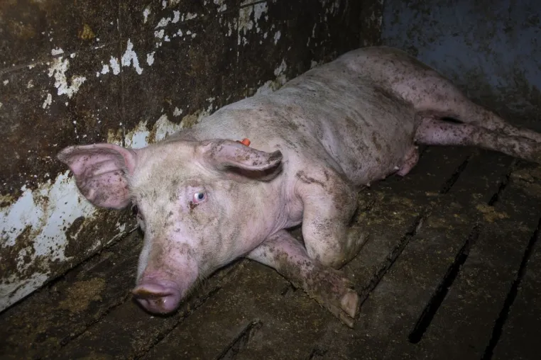 Westfleisch-Skandal: Tierquälerei von Schweinen in 7 Westfleisch Zulieferbetrieben - einer davon ist in Velen Bild: Westfleisch-Skandal: Tierquälerei von Schweinen in 7 Westfleisch Zulieferbetrieben - einer davon ist in Velen