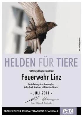 Bild: Linzer Feuerwehr erhält Tierschutzpreis für die Rettung eines Mauerseglers