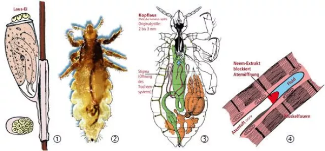 Bild: Neues Lausmittel aus dem Neem-Samen ist ohne Nebenwirkungen