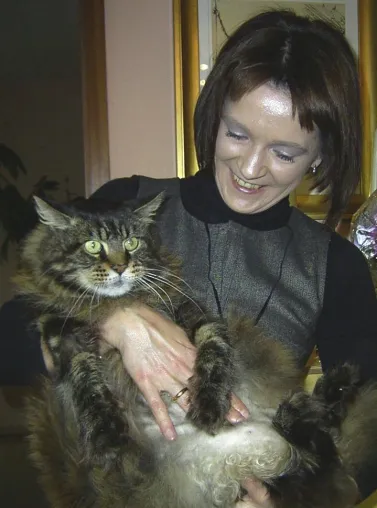 Freundeskreis Katze und Mensch e. V verzeichnet starkes MItgliederwachstum Bild: Freundeskreis Katze und Mensch e. V verzeichnet starkes MItgliederwachstum