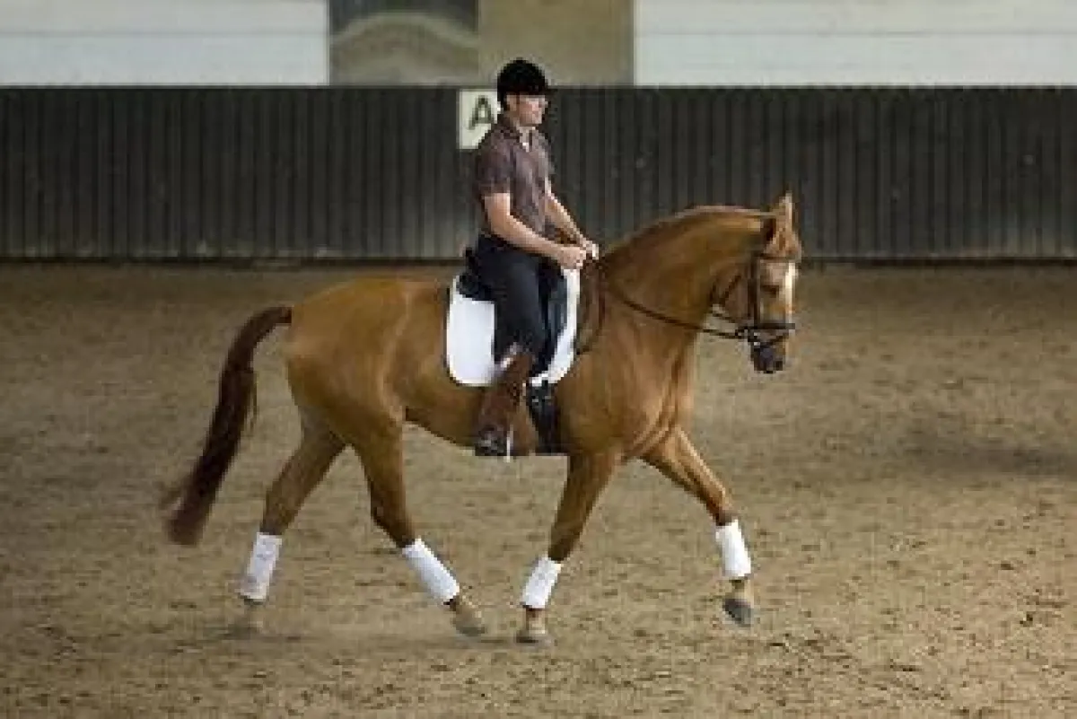 „Ein losgelassenes Pferd unter David William de Wispelaere