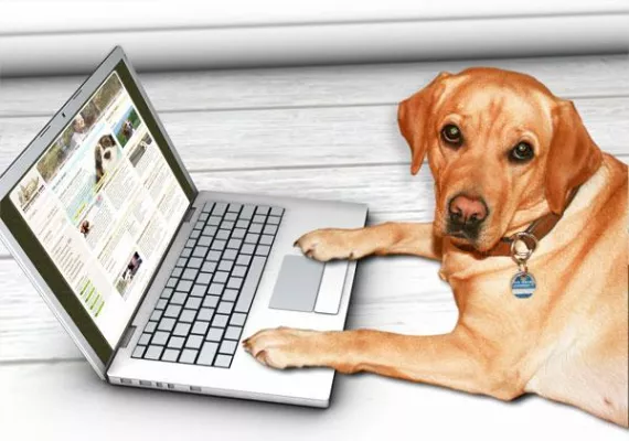 Bild: stadthunde.com - Pfötchengeben und Rudelbildung jetzt auch online