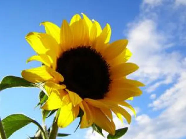 Bild: Berufsunfähigkeitsschutz plus Altersvorsorge bringen Steuervorteile