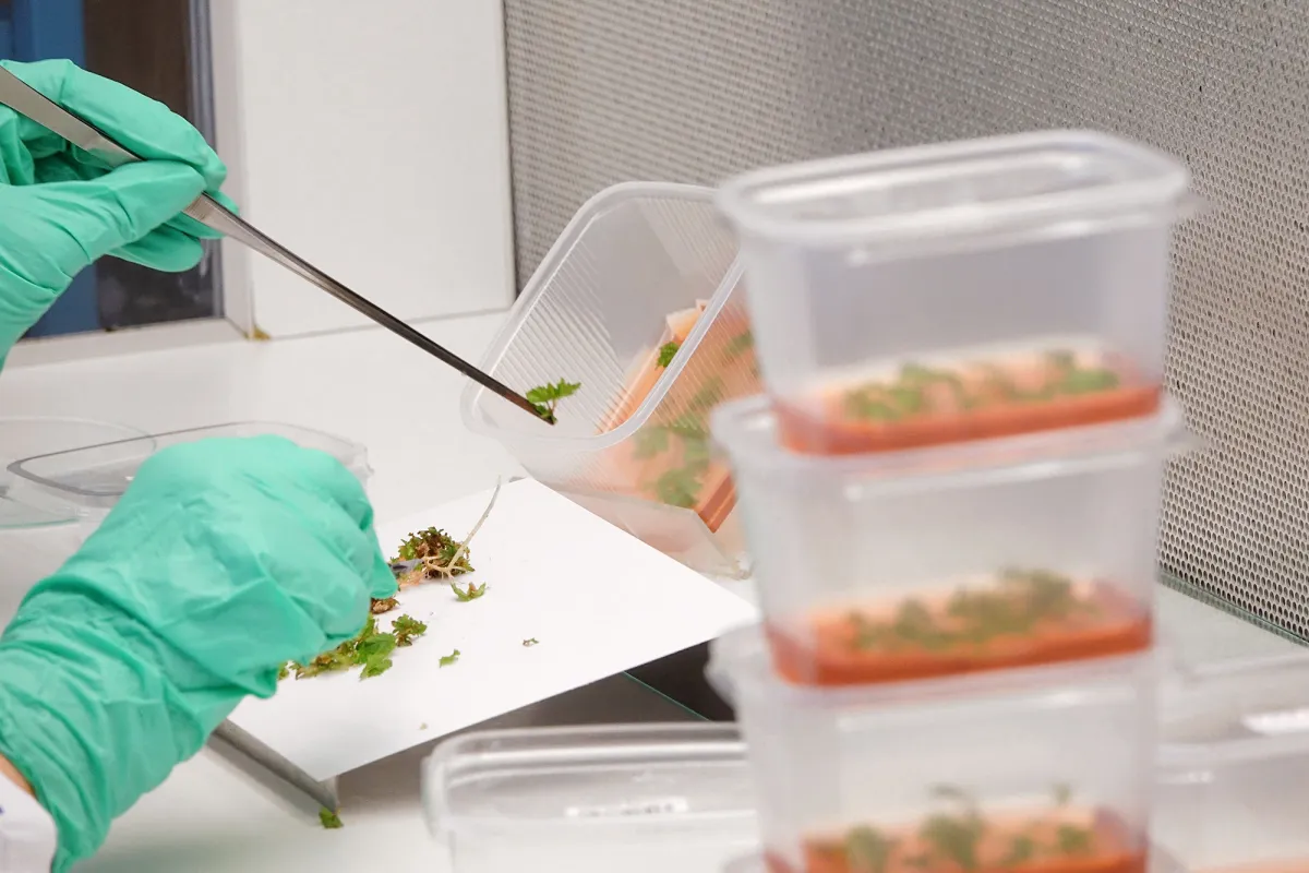 In-vitro-Vermehrung im Bamberger Labor von Lubera (© Lubera)