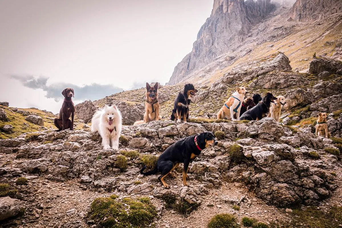 Aktivurlaub mit Hund bei einer geführten Wanderung