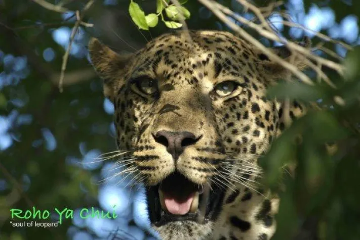 Bild: „Kommunikation auf dem Engergieniveau“: Neue Termine für Managertraining der besonderen Art in Kenia