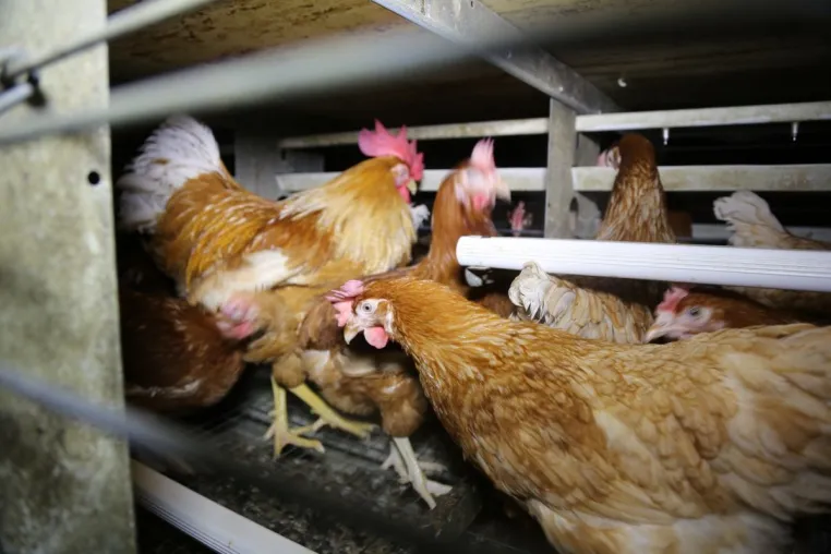 Bild: Staatsanwaltschaft ermittelt gegen Hühnerhalter im Kreis Coesfeld - Bildmaterial belegt Tierquälerei 